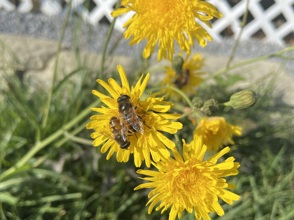 A pair of bee-mimicking flies sit on a dandelion.