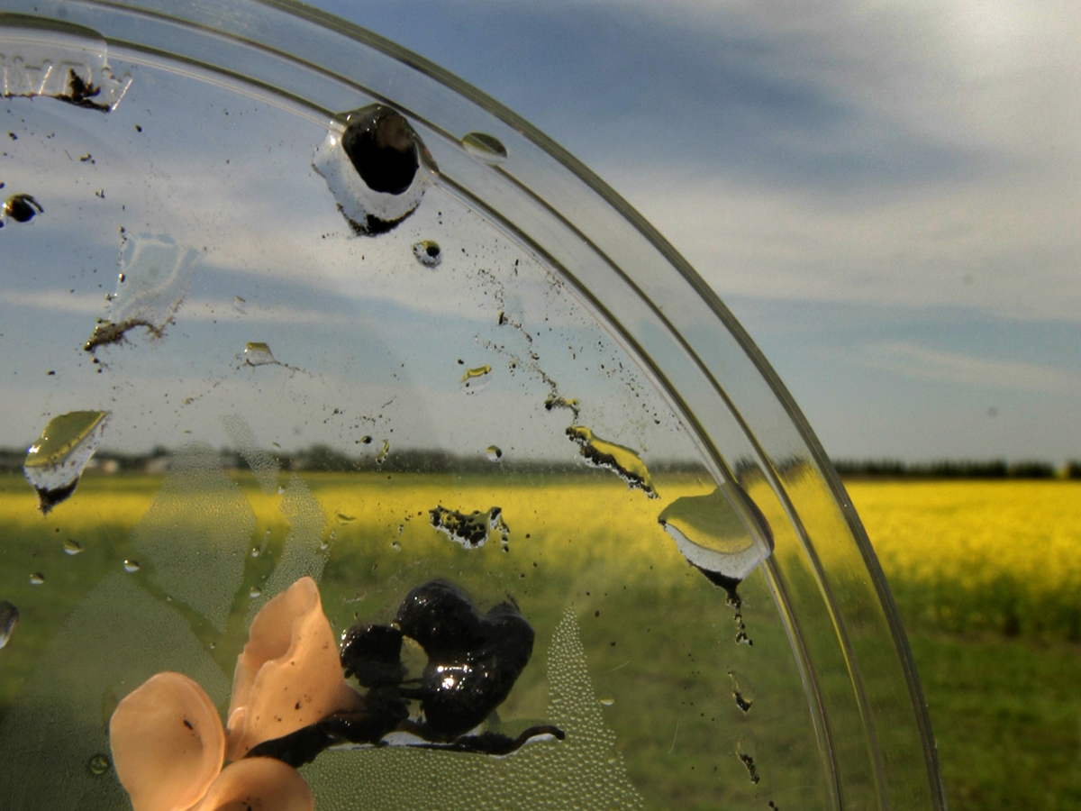 Close-up of sclerotinia 