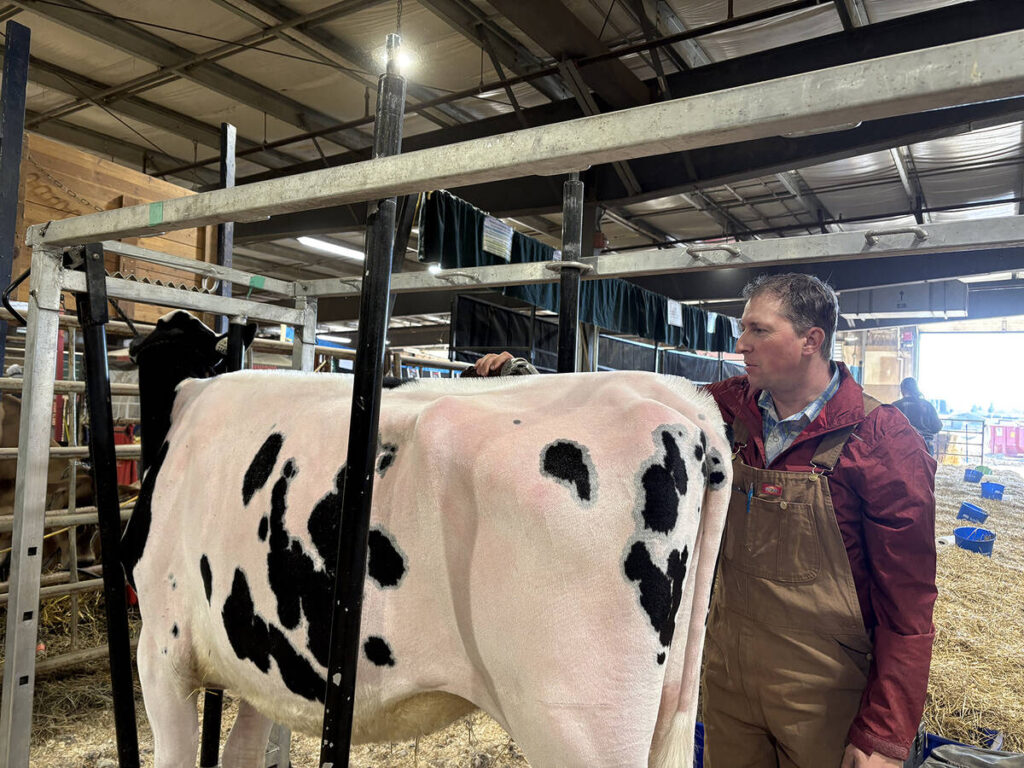 A man is clipping the hair on a Holstein dairy cow in its stall in preparation for showing at a farm show.