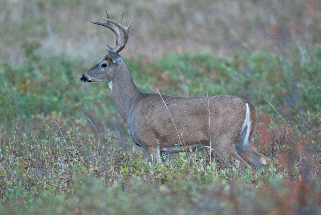 A whitetail deer stands in profile in a prairie field.