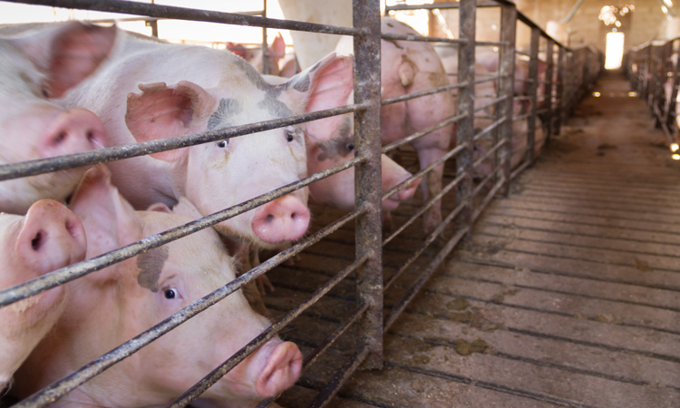 Supermarkets suspend supplies from Cranswick pig farm following animal cruelty investigation