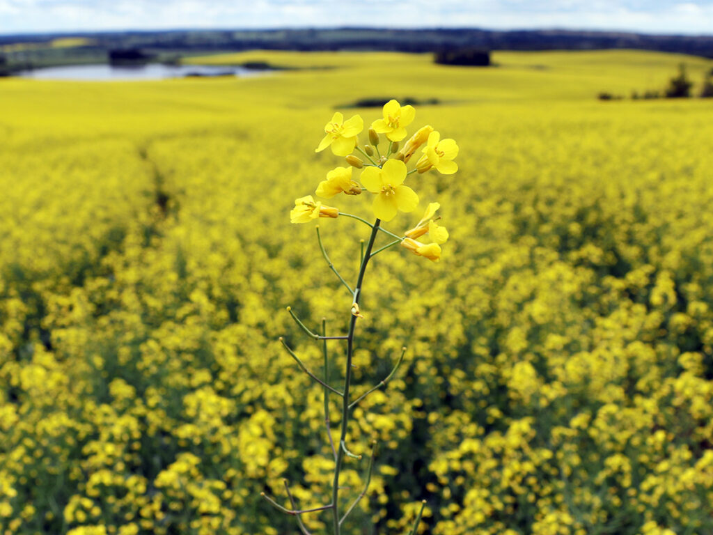 Close-up of a single canola plant in full bloom held up against a background of a canola field in bloom.