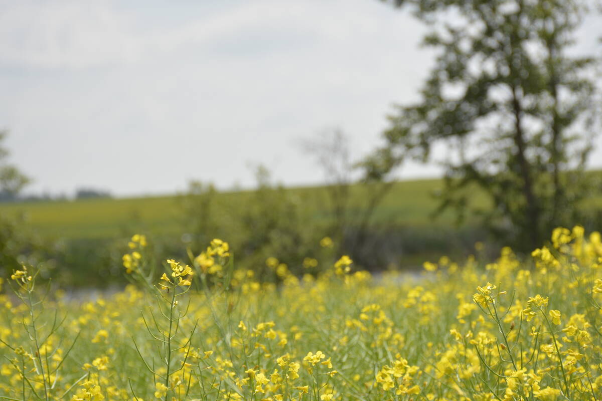 Canola in the last stages of flowering in a field near Marcelin, Saskatchewan.