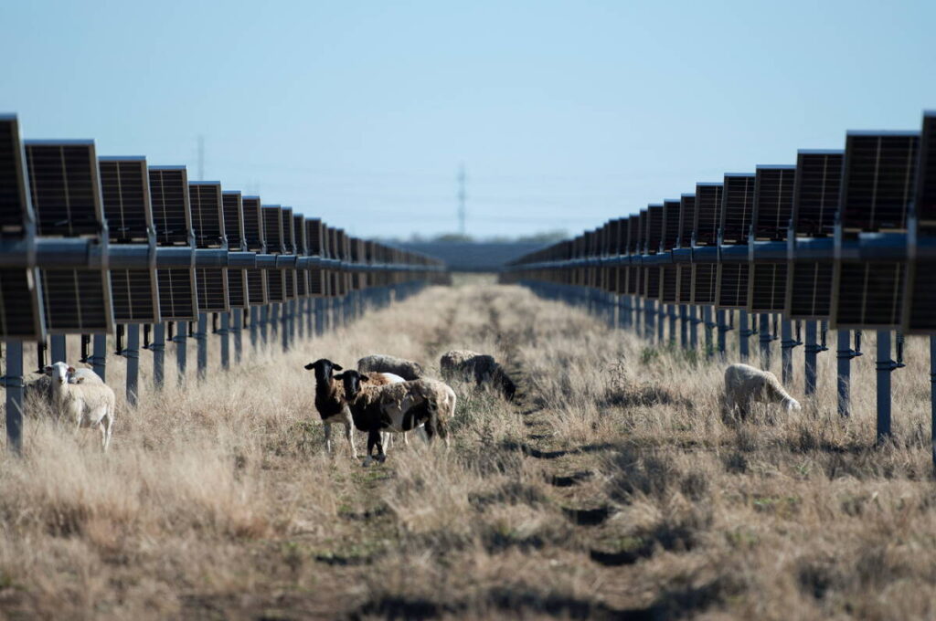 Sheep graze beneath the panels on a large solar farm in Haskell, Texas.