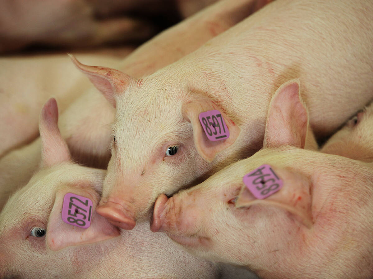 A group of young weanling pigs huddle close together with pink numbered tags in their ears.