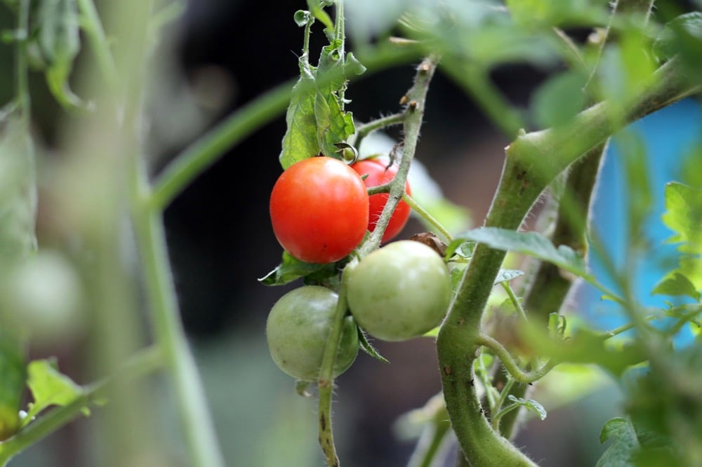 Mexico agriculture minister says reached deals with US counterpart, met with tomato sector