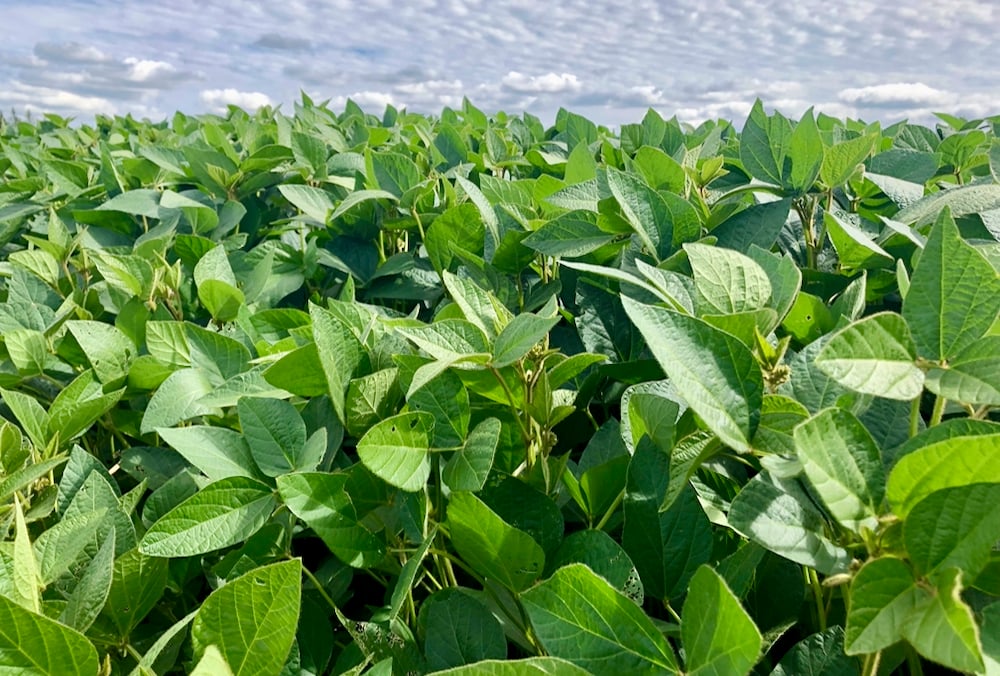 U.S. soybean exports risk 20 per cent drop without improved China deal