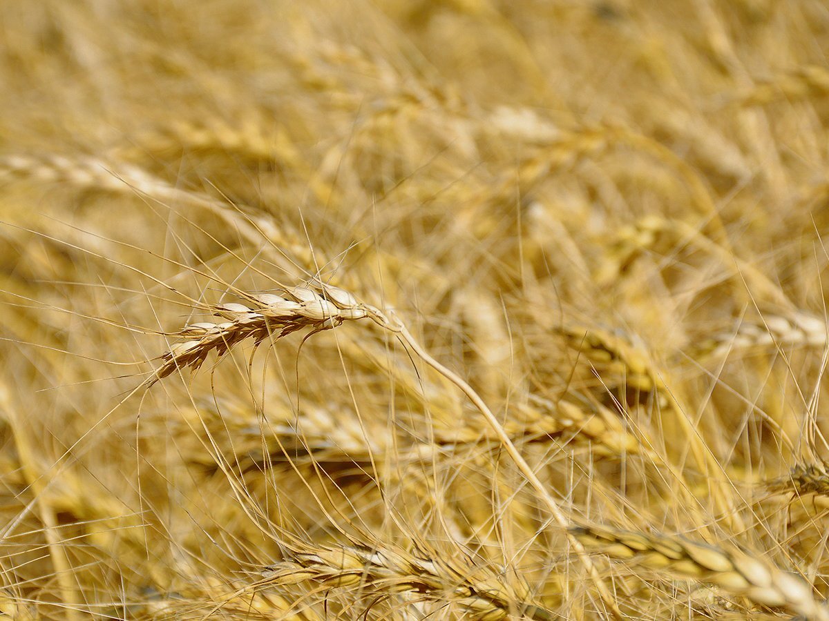 A ripe wheat crop.