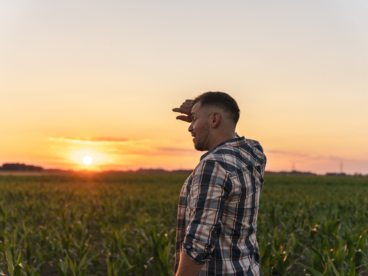 A young male farmer wipes sweat from his brow in a corn field at sunset.