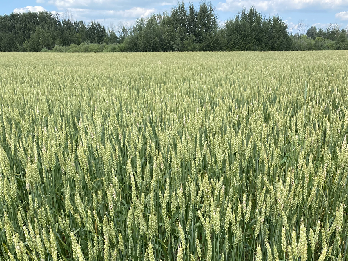 A photo of a green, midge-tolerant wheat crop with some trees in the background.