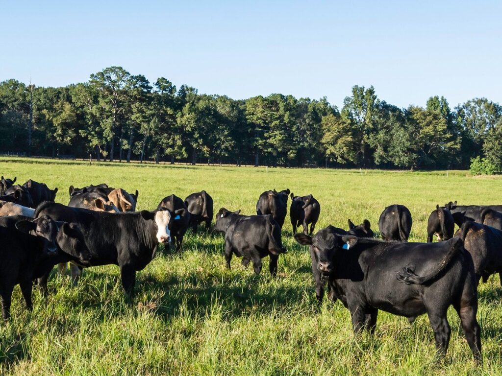 A herd of Angus and Angus crossbred bulls in a green pasture in late summer.