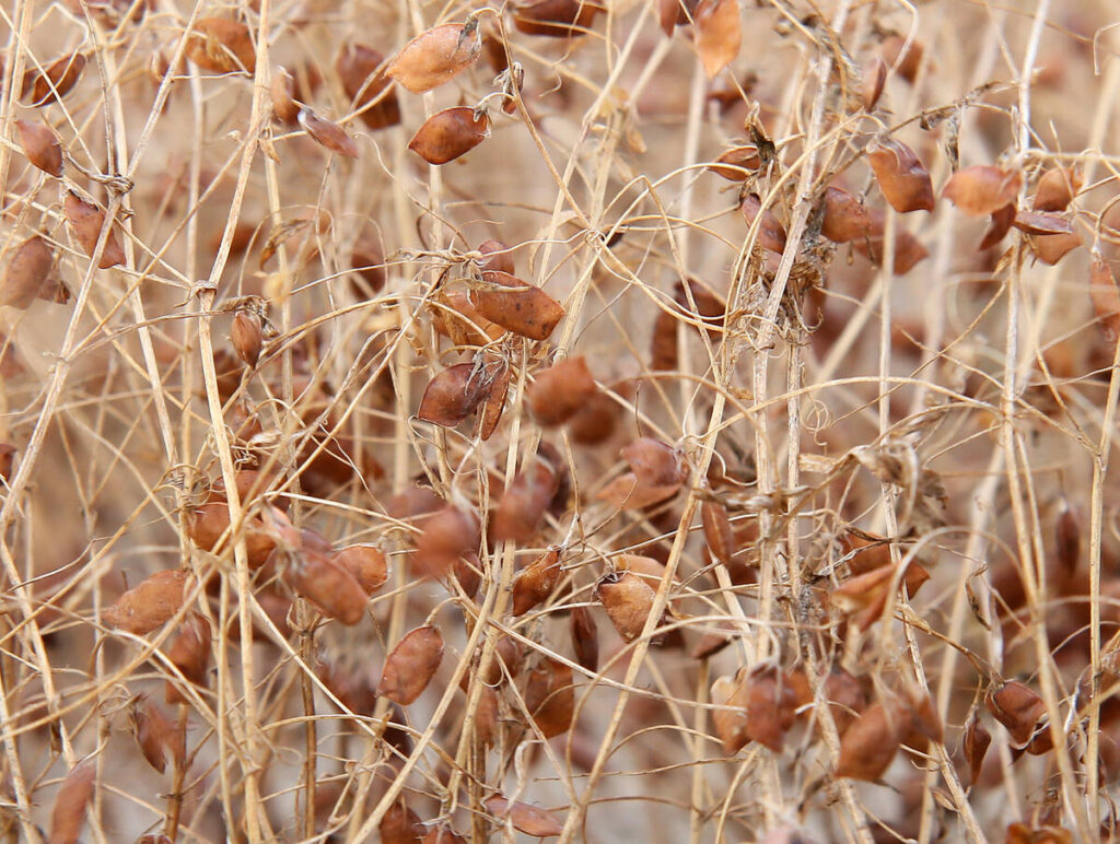 A red lentil crop west of Rosetown, Sask., in 2016.