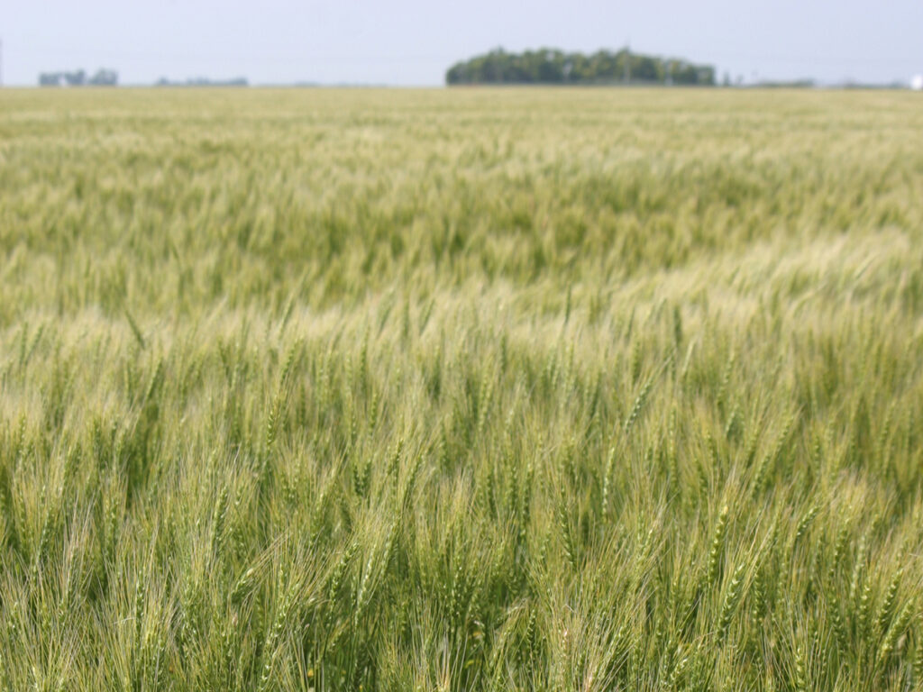A spring wheat crop with some trees in the background.