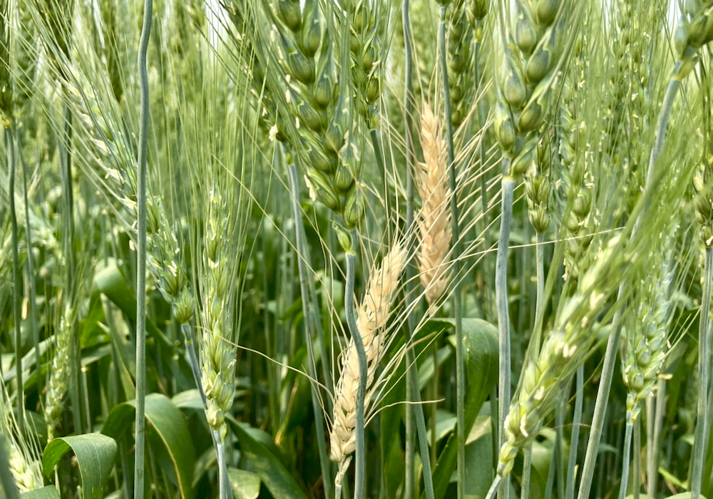 Two Chinese researchers accused of smuggling ‘potential agroterrorism weapon’ into U.S.