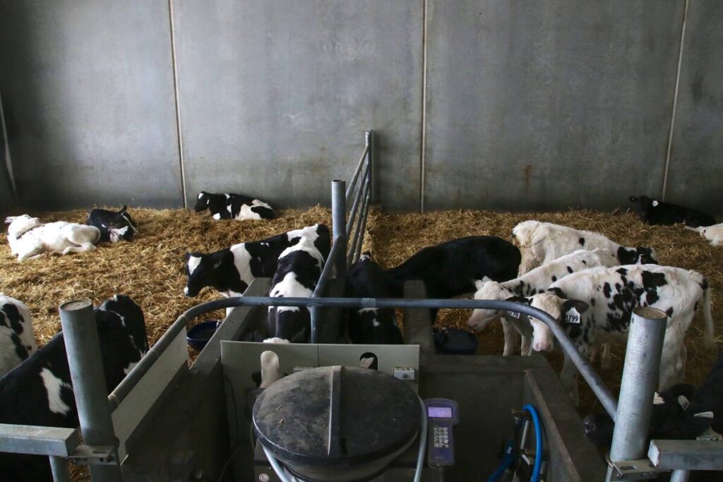 Dairy cattle on straw bedding in pens in a modern dairy barn.