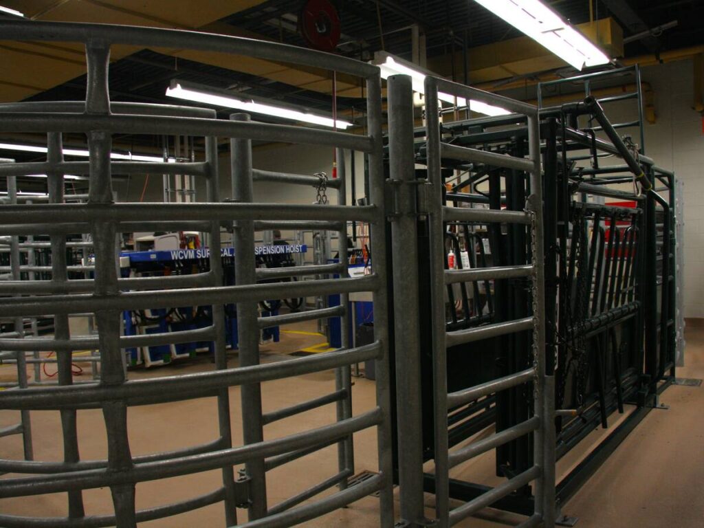Some of the large animal handling equipment inside the Western College of Veterinary Medicine.