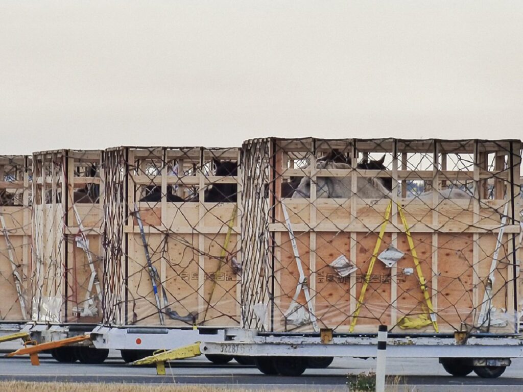 Horse shipping crates sit on the tarmac at Richardson International Airport in Winnipeg.