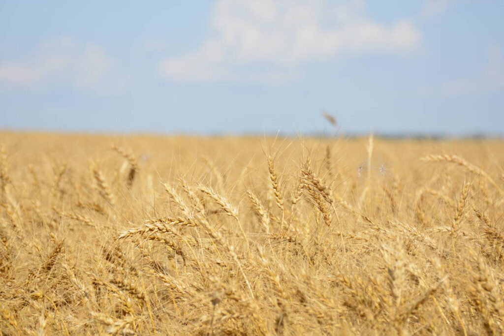 A ripe wheat crop on a warm late-summer day.
