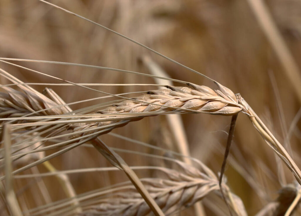 A ripe barley crop bends in the wind.