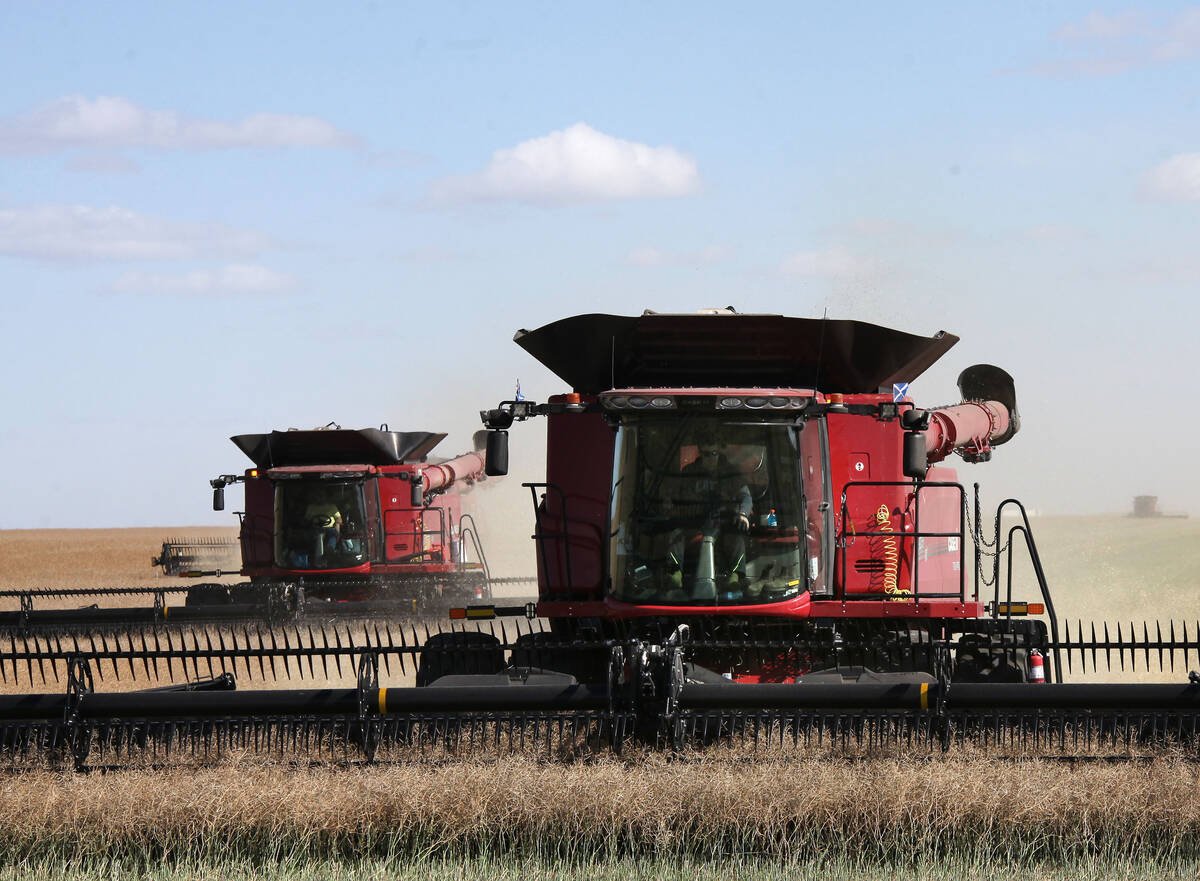 Two red combines work in tandem to harvest a canola field.