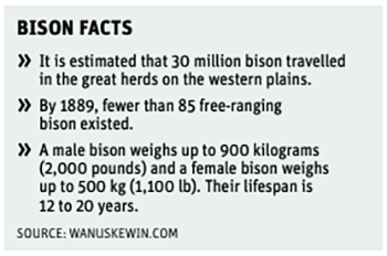 A fact box containing facts about the bison.