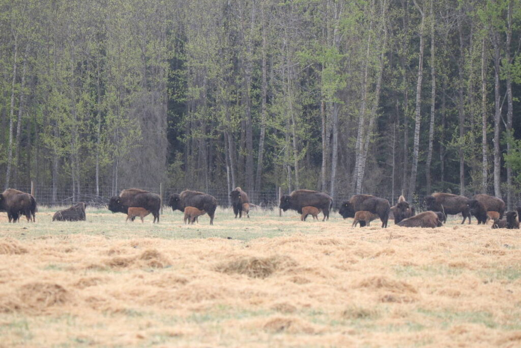 A herd of bison, many of them females with calves suckling, stand in a hay-covered pen on the edge of a deciduous forest.