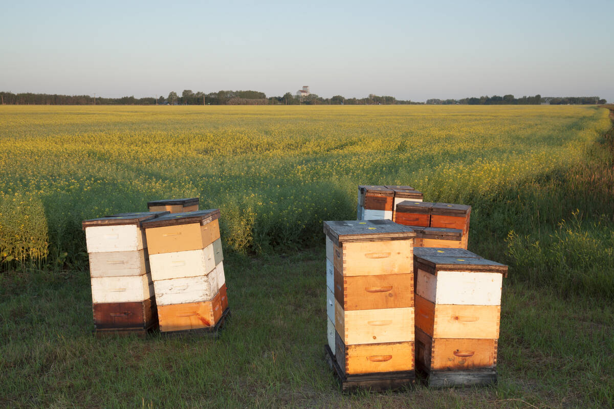 A handful of beehives sit in a small clearing with a canola field immediately behind them.