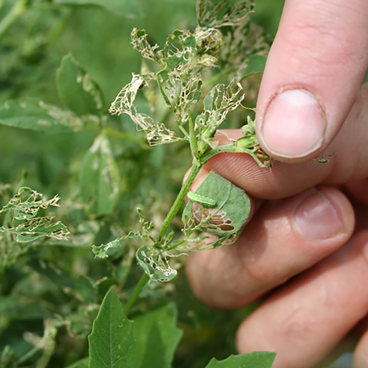 A hand holds an alfalfa plant highlighting the extensive damage done to its leaves by the alfalfa weevil.