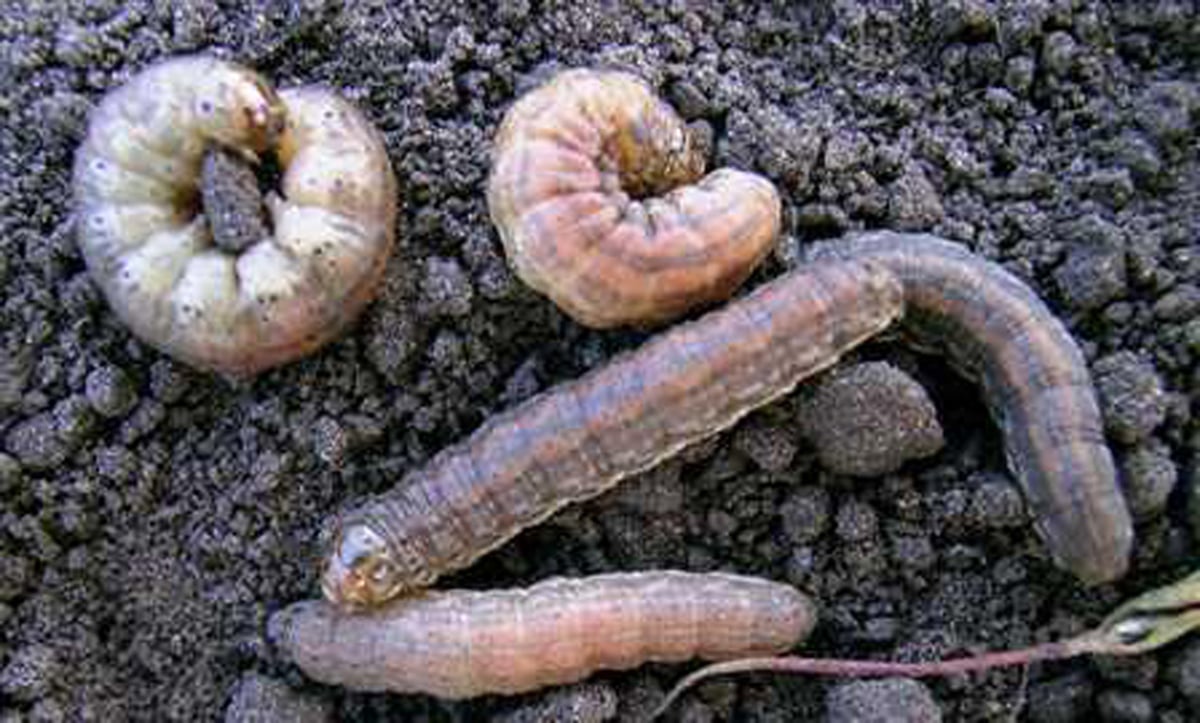 Close-up of five redback cutworm larvae on top of some soil.
