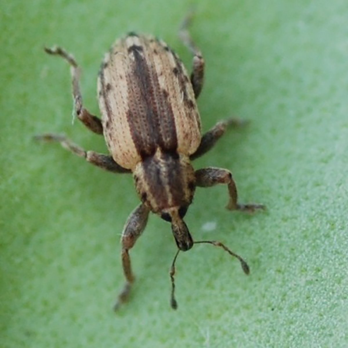 Close-up of an adult alfalfa weevil standing on a green surface.