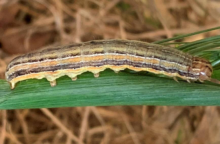 Close-up of an armyworm larva crawling on a blade of grass.