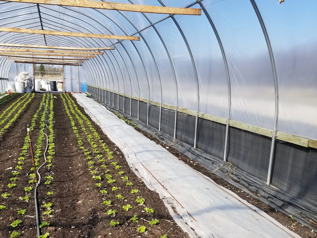 Interior image of a high tunnel, similar to a greenhouse, a semi-permanent structure made of metal or plastic hoops covered with plastic designed to extend the growing season.