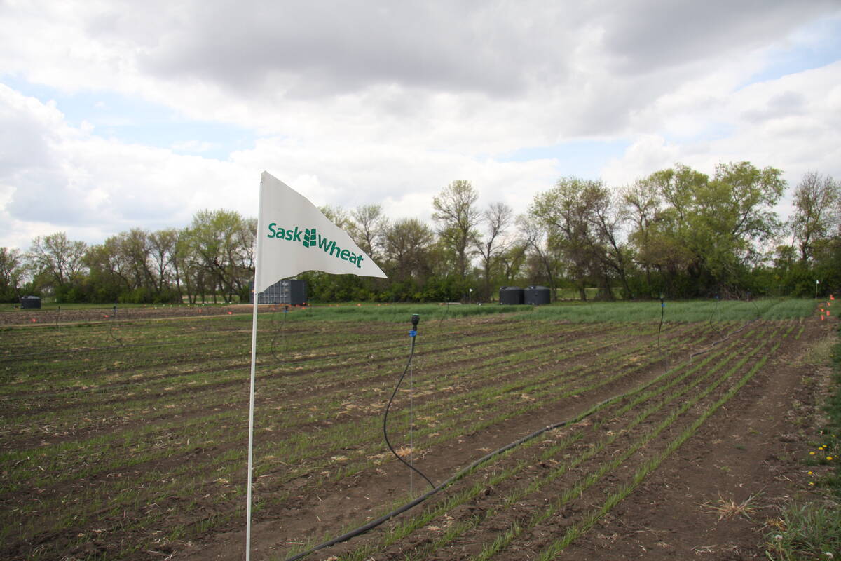 SaskWheat crops emerge on plots at the Ag in Motion farm show site near Langham, Sask..