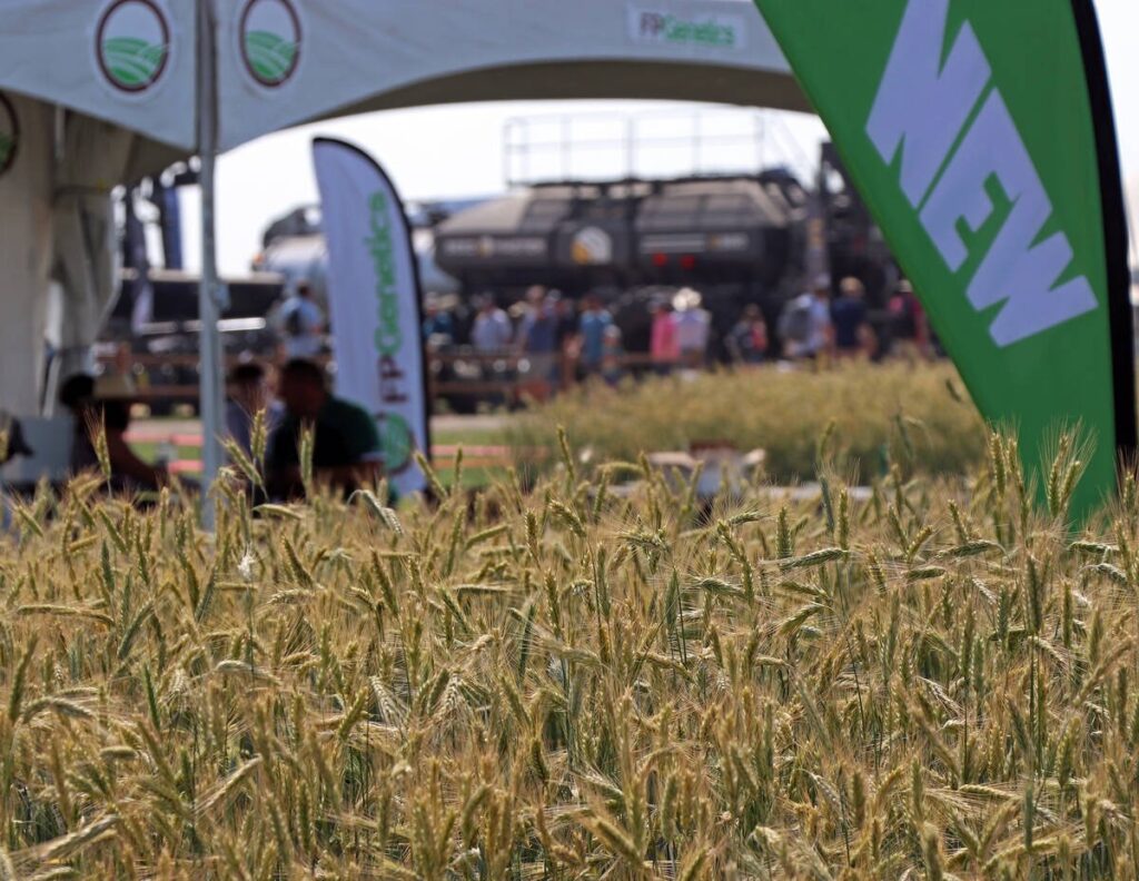 Ripe heads of a wheat crop stand on a plot at the Ag in Motion farm show while a number of people crowd around a large air seeder in the blurry background.