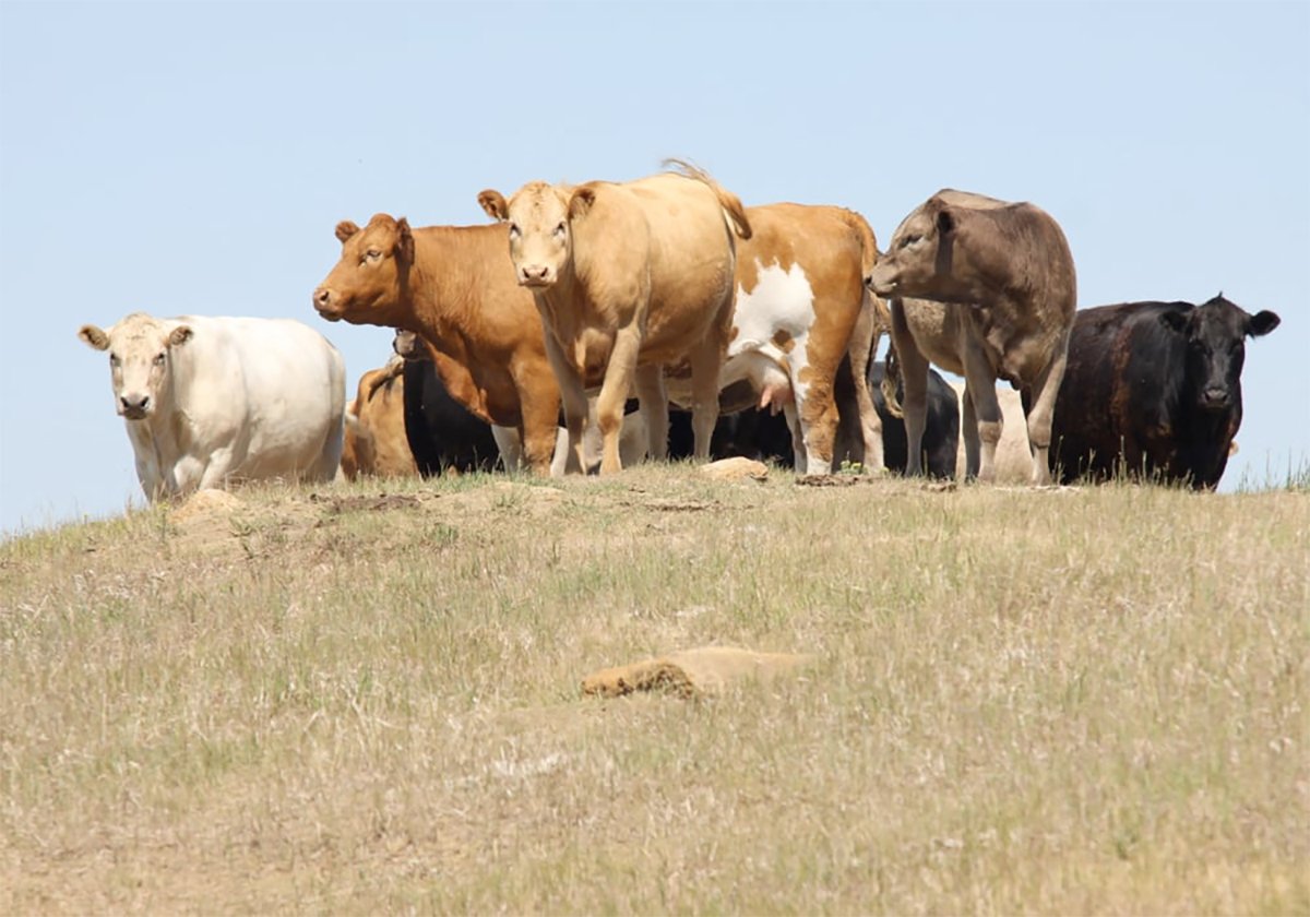Cattle gather on the top of a small hill in a very dry pasture.