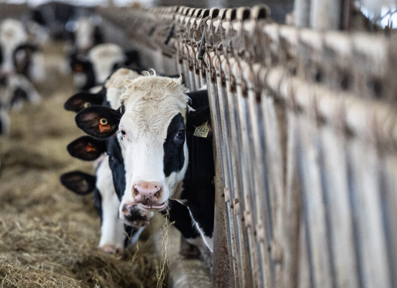 Cows are fed at a dairy farm in Granby, Que., Wednesday, Feb. 5, 2025. THE CANADIAN PRESS/Christinne Muschi