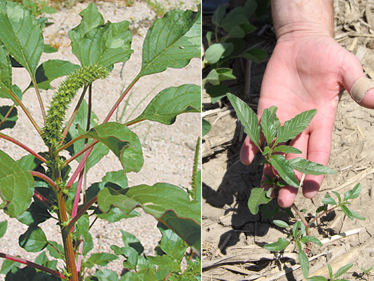 Close-ups of a palmer amaranth weed on the left, and a waterhemp weed being held by a hand on the right.