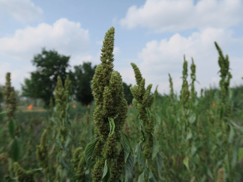 A close-up of a red root pig weed plant, an invasive species.