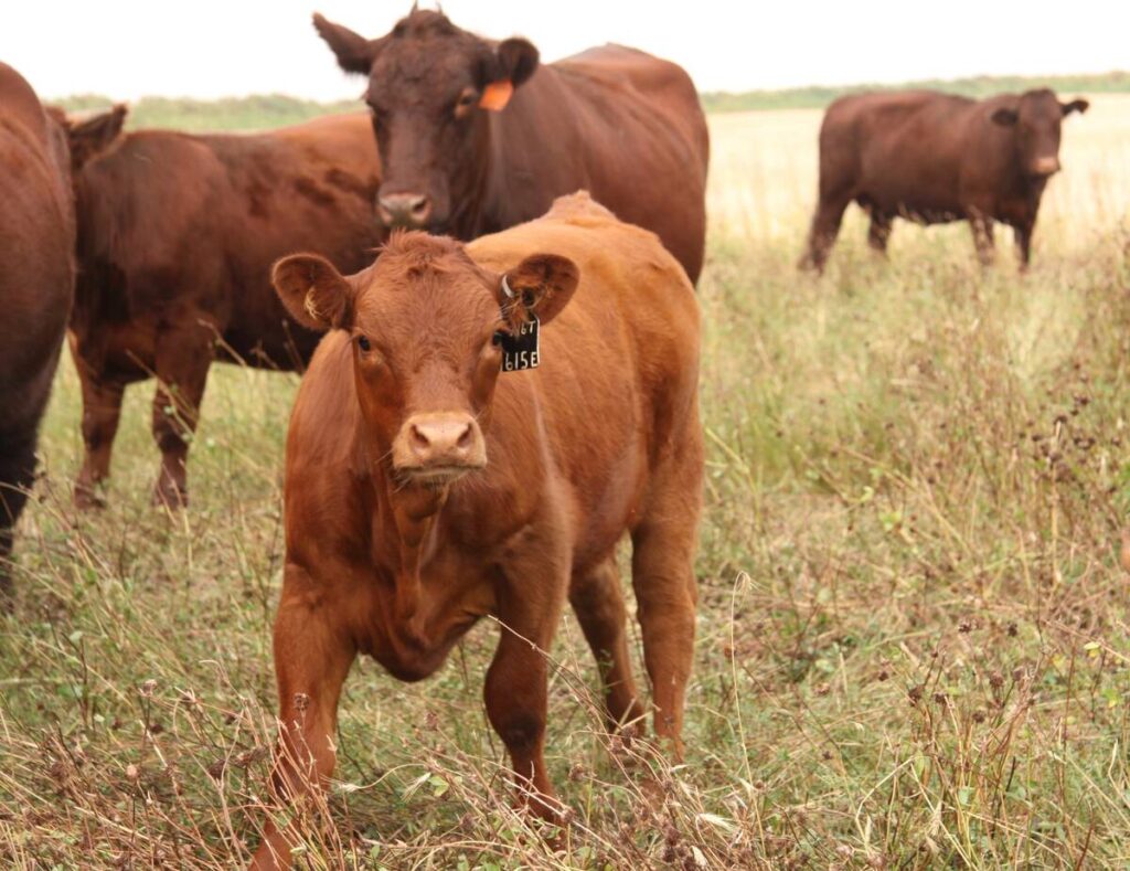 Cattle stand in a dry pasture looking at the camera.