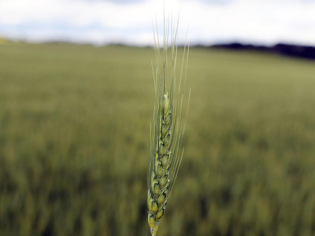 Close-up of a singe wheat heat on a stock with a field blurry in the background.