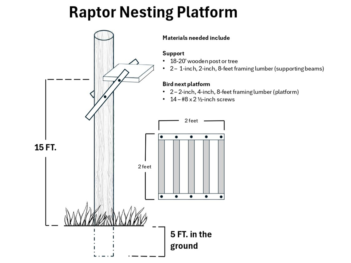 An illustration of how to build a raptor platform, including measurements, in order to attract raptors to help manage gophers.