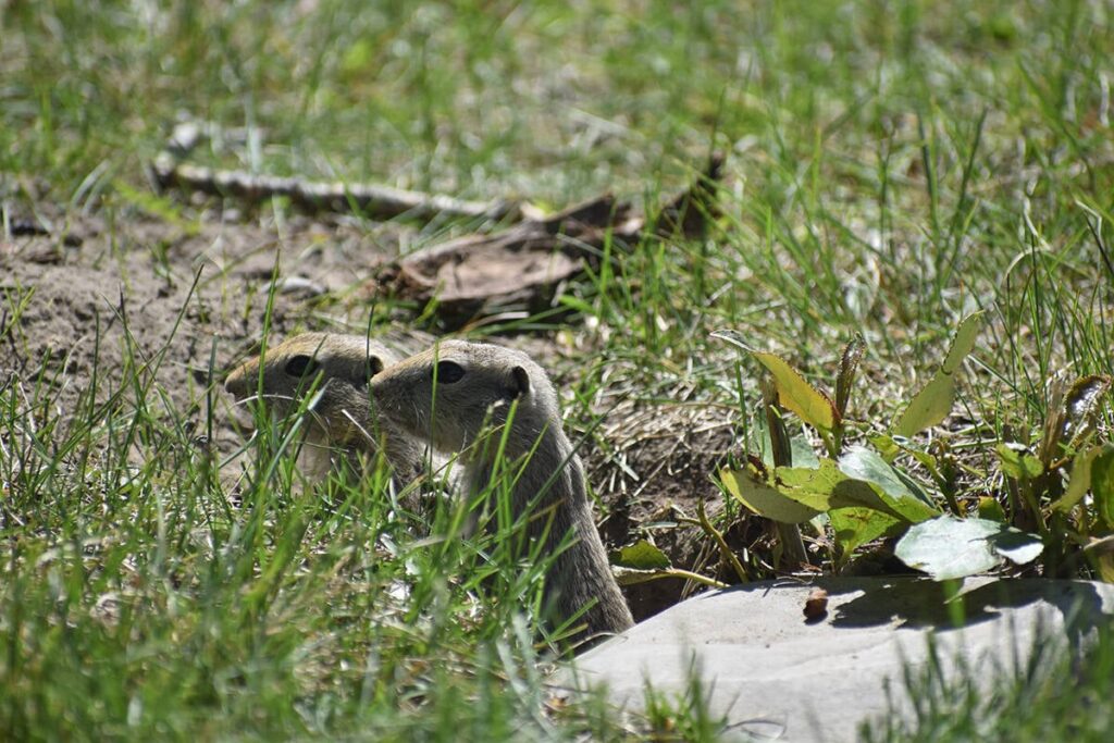 Two gophers are standing up looking at something to the left from just inside their hole next to a flat rock.