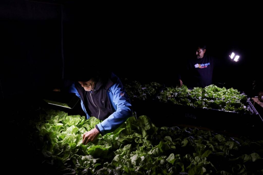 In Chile’s Atacama, world’s driest desert, growing lettuces with fog