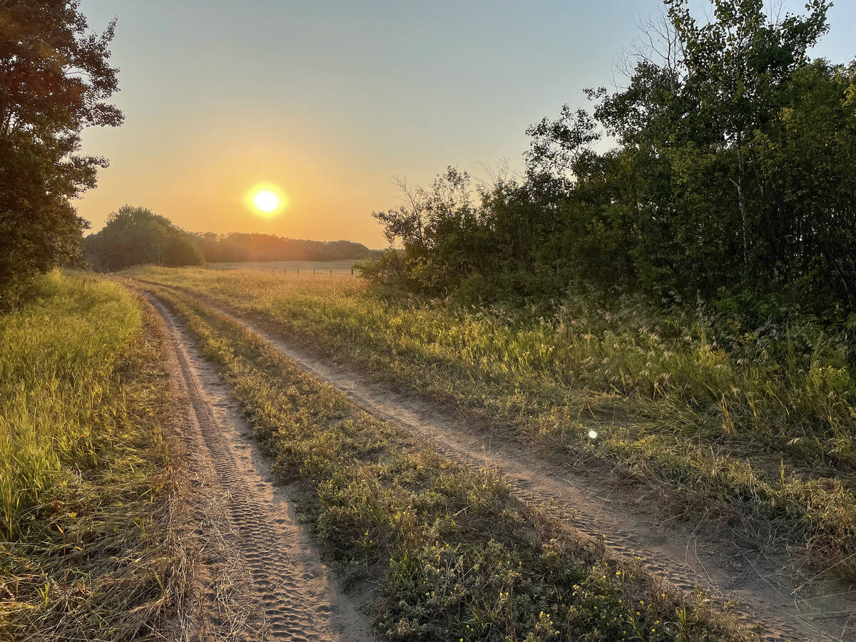 Looking along two dirt paths made by vehicle wheels with grass in between, alongside a field with the sun setting over trees in the distance during summer.