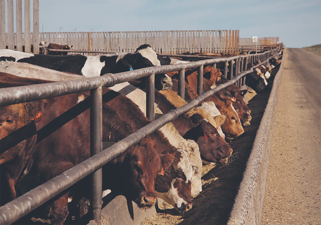Cattle eating from a concrete bunk in a feedlot.
