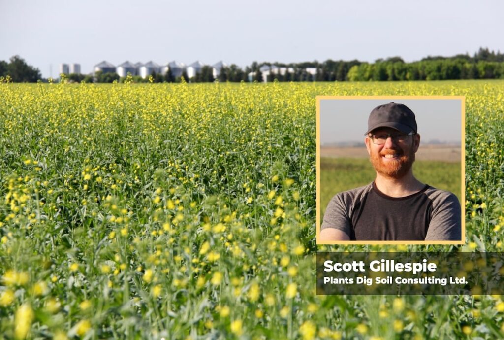 A picture of a canola field in bloom with some large steel grain bins in the background, and a 