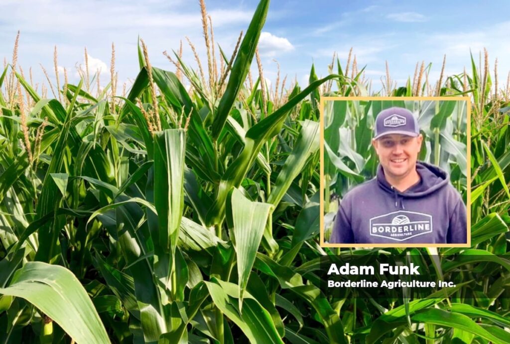 A close-up photo of the tops of corn plants in a field with a 
