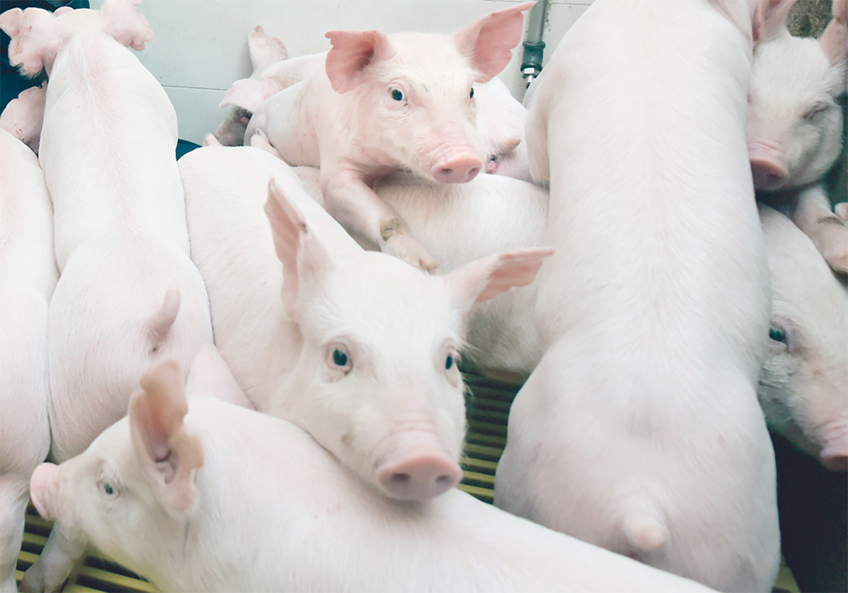 Piglets in an indoor pen.