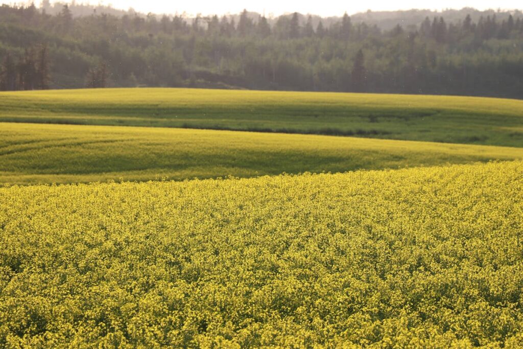 The U.S. Environmental Protection Agency proposed a massive increase in the U.S. biomass-based diesel mandate, which includes biodiesel, renewable diesel and sustainable aviation fuel. However, under the proposed rules foreign biofuels and feedstocks would only generate 50 per cent of the Renewable Identification Numbers credit value relative to U.S. biofuels and feedstocks. Photo: File