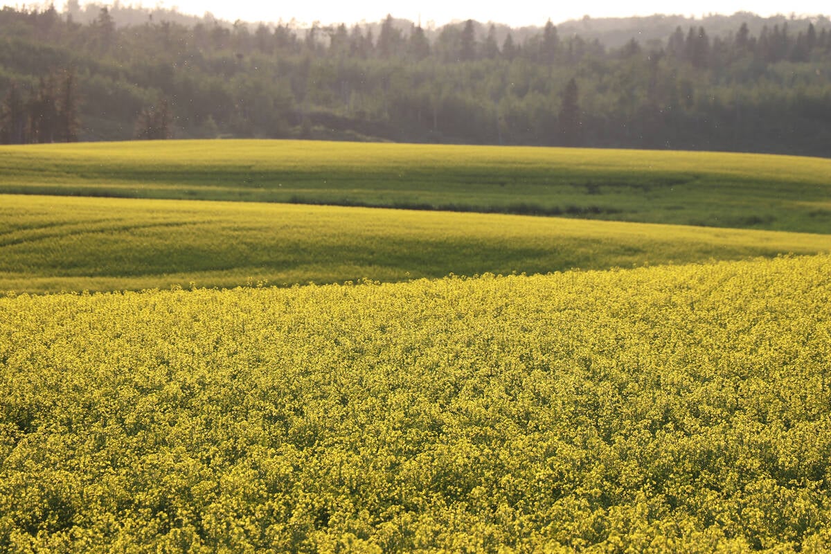 The U.S. Environmental Protection Agency proposed a massive increase in the U.S. biomass-based diesel mandate, which includes biodiesel, renewable diesel and sustainable aviation fuel. However, under the proposed rules foreign biofuels and feedstocks would only generate 50 per cent of the Renewable Identification Numbers credit value relative to U.S. biofuels and feedstocks. Photo: File